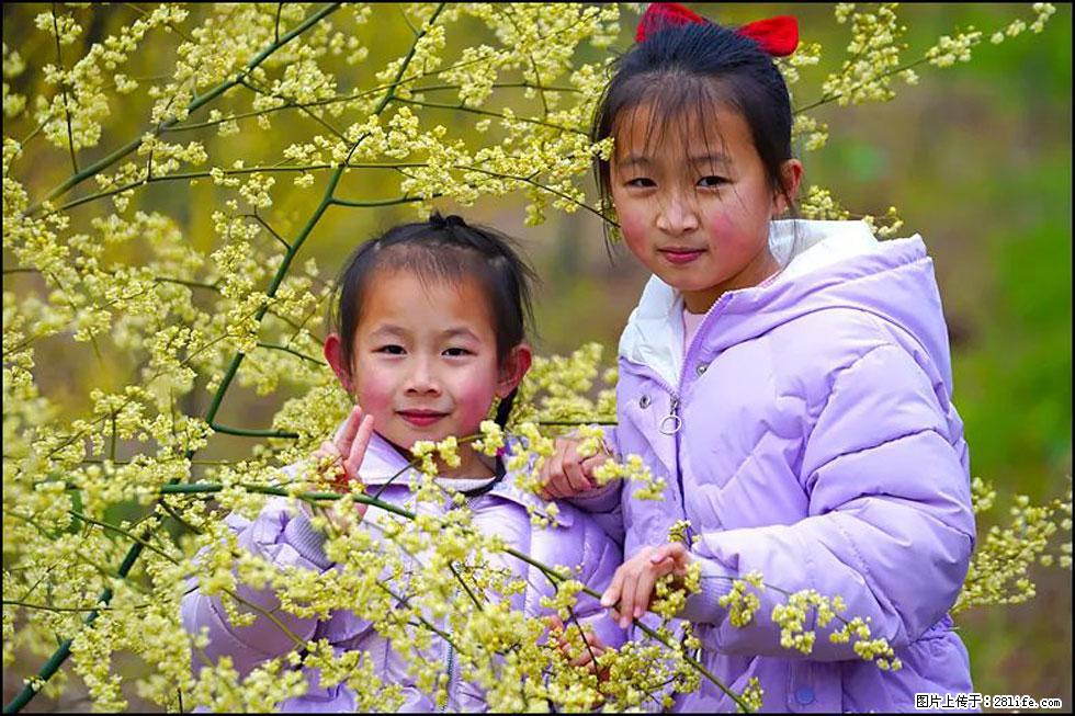 【春天,广西桂林灌阳县向您发出邀请!】米珠山前有片山苍子花在飘香 - 游山玩水 - 鞍山生活社区 - 鞍山28生活网 as.28life.com