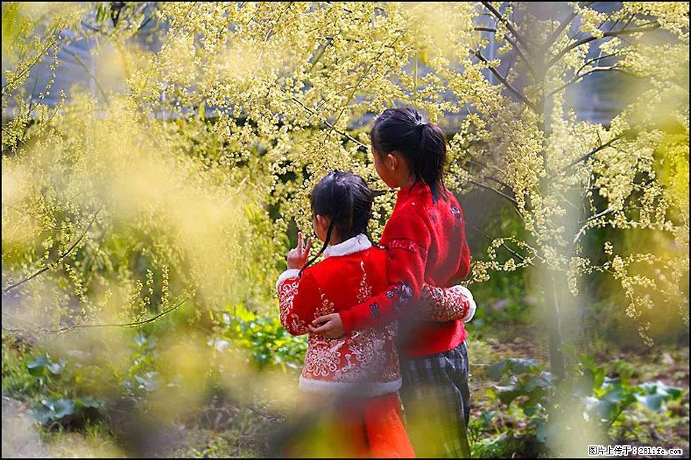 【春天,广西桂林灌阳县向您发出邀请!】米珠山前有片山苍子花在飘香 - 游山玩水 - 鞍山生活社区 - 鞍山28生活网 as.28life.com
