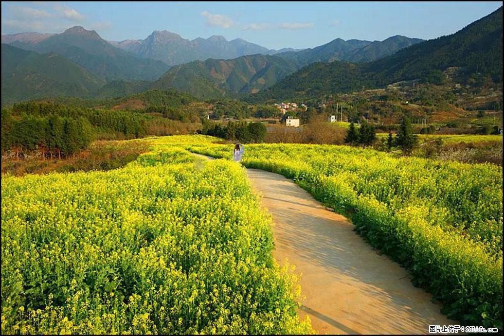 【春天,广西桂林灌阳县向您发出邀请!】长坪村油菜盛情花开 - 游山玩水 - 鞍山生活社区 - 鞍山28生活网 as.28life.com
