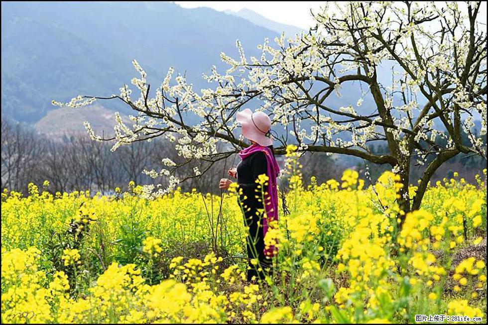 【春天,广西桂林灌阳县向您发出邀请!】长坪村油菜盛情花开 - 游山玩水 - 鞍山生活社区 - 鞍山28生活网 as.28life.com