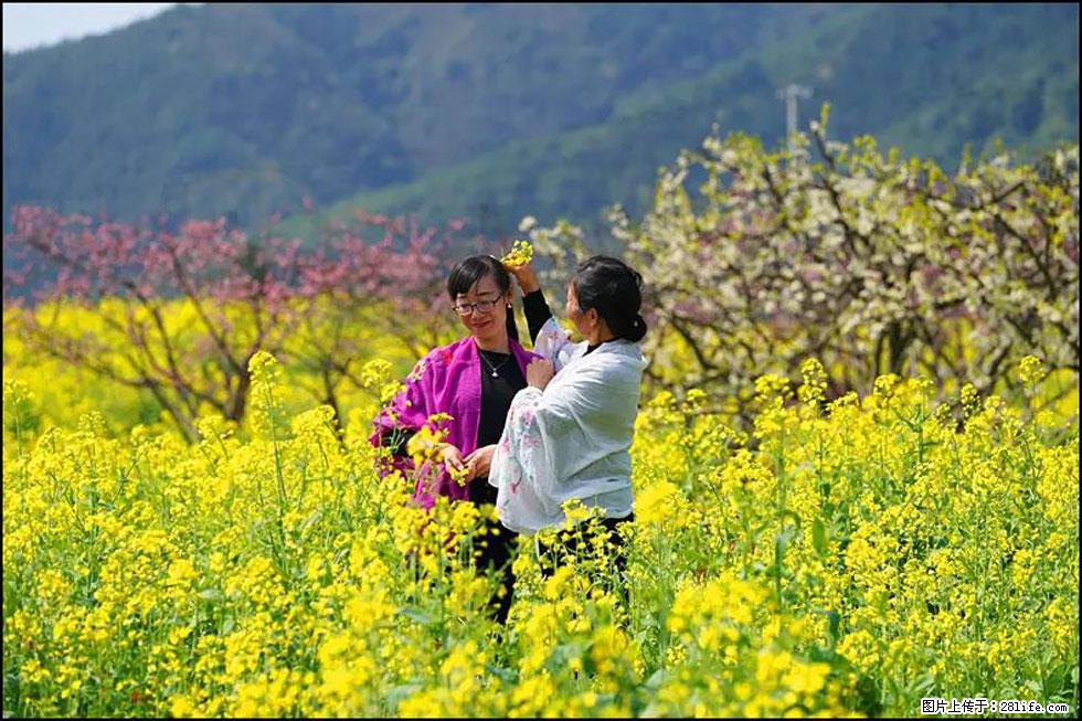 【春天,广西桂林灌阳县向您发出邀请!】长坪村油菜盛情花开 - 游山玩水 - 鞍山生活社区 - 鞍山28生活网 as.28life.com
