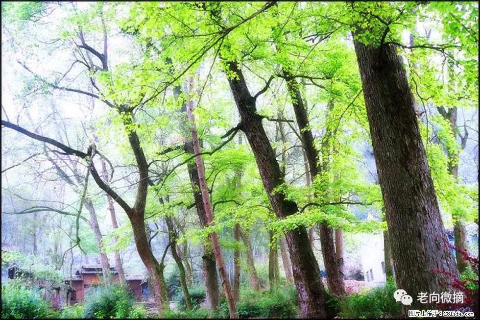 【春天,广西桂林灌阳县向您发出邀请!】在小龙村与春天约会 - 游山玩水 - 鞍山生活社区 - 鞍山28生活网 as.28life.com