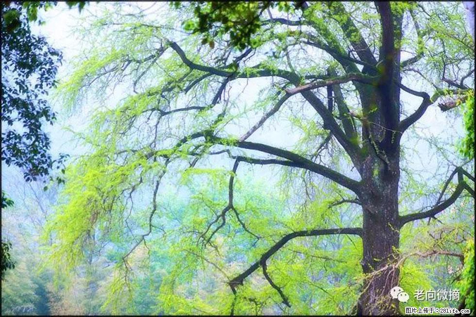 【春天,广西桂林灌阳县向您发出邀请!】在小龙村与春天约会 - 游山玩水 - 鞍山生活社区 - 鞍山28生活网 as.28life.com