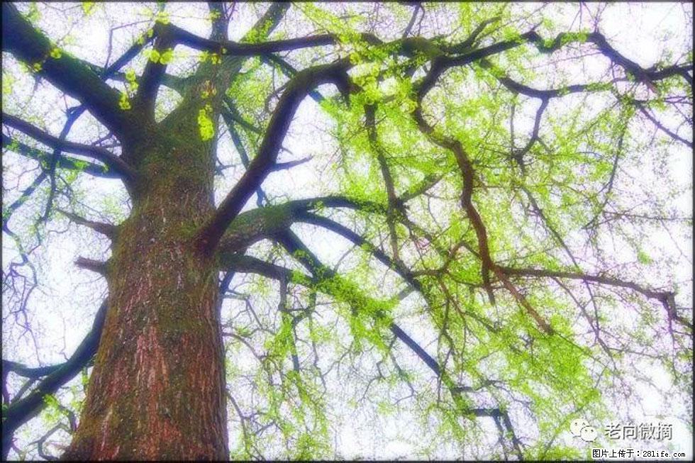 【春天,广西桂林灌阳县向您发出邀请!】在小龙村与春天约会 - 游山玩水 - 鞍山生活社区 - 鞍山28生活网 as.28life.com