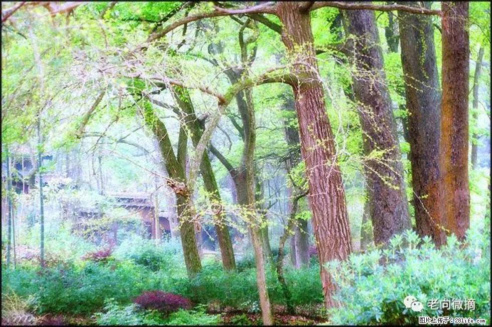 【春天,广西桂林灌阳县向您发出邀请!】在小龙村与春天约会 - 游山玩水 - 鞍山生活社区 - 鞍山28生活网 as.28life.com