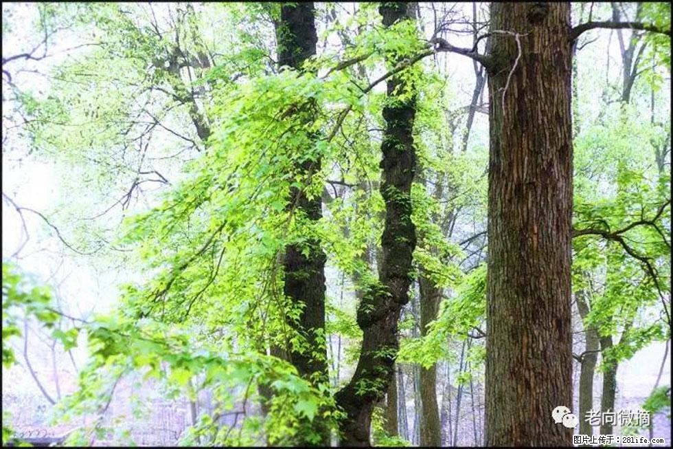 【春天,广西桂林灌阳县向您发出邀请!】在小龙村与春天约会 - 游山玩水 - 鞍山生活社区 - 鞍山28生活网 as.28life.com