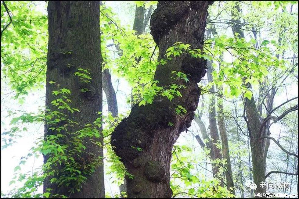 【春天,广西桂林灌阳县向您发出邀请!】在小龙村与春天约会 - 游山玩水 - 鞍山生活社区 - 鞍山28生活网 as.28life.com