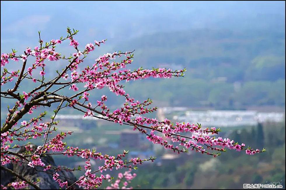 【春天,广西桂林灌阳县向您发出邀请!】望月岭上桃花开 - 游山玩水 - 鞍山生活社区 - 鞍山28生活网 as.28life.com