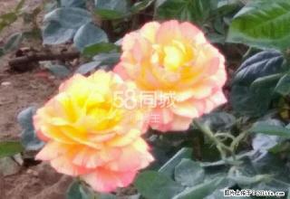 九中南 1室1厅1卫 - 鞍山28生活网 as.28life.com