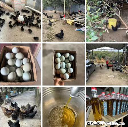 油茶园从小鸡仔开始养起的纯土鸡、土鸡蛋可以预定啦!还有前几天刚榨的纯山茶油哦 - 美食天地 - 鞍山生活社区 - 鞍山28生活网 as.28life.com