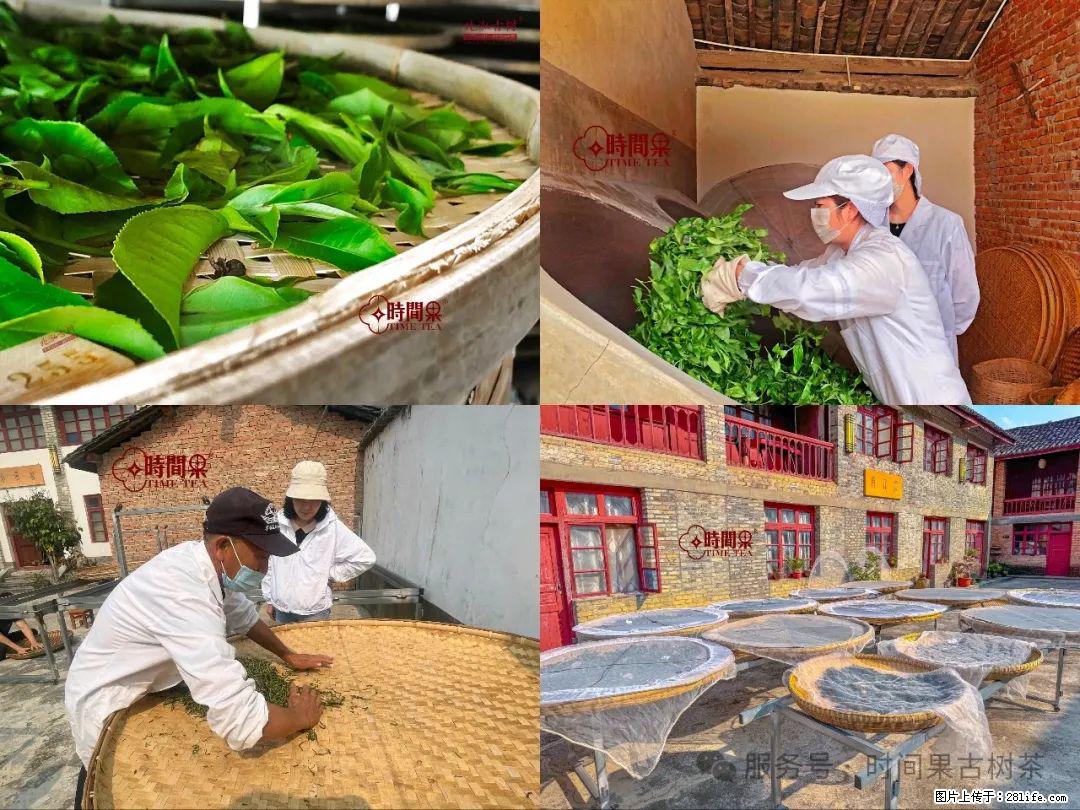 时间果百年古树龙珠普洱生茶 - 购物交流 - 鞍山生活社区 - 鞍山28生活网 as.28life.com