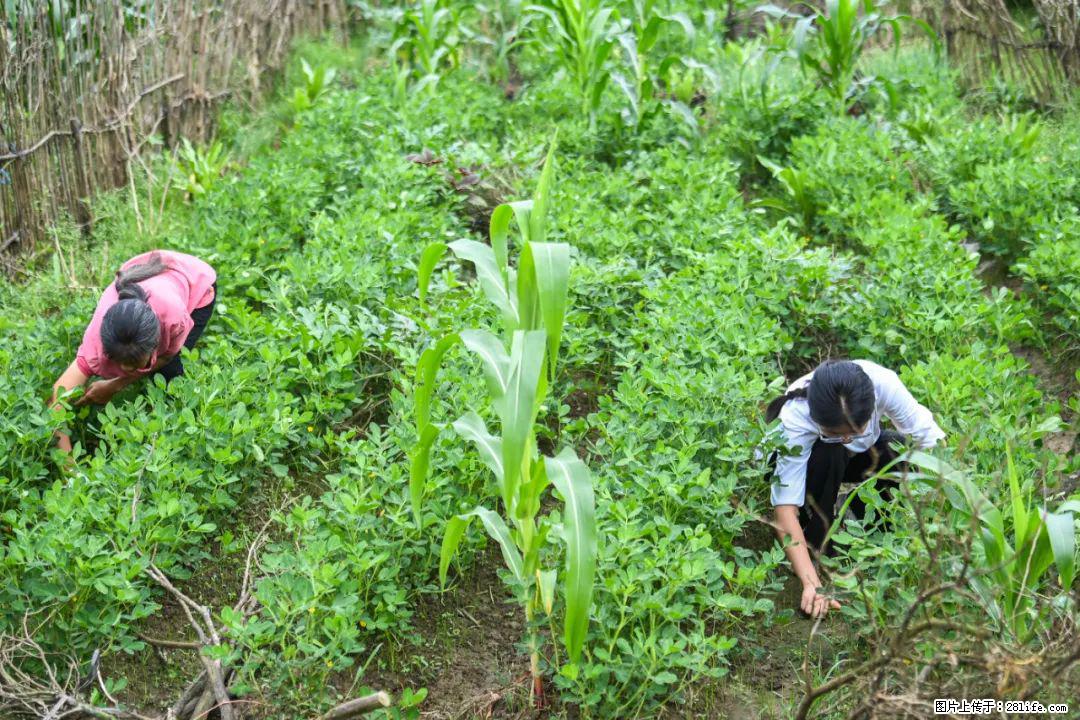 全网追的“扁担女孩”，找了一份暑假工，时薪12元 - 鞍山生活资讯 - 鞍山28生活网 as.28life.com