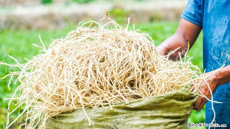 堪称“最难吃”的蔬菜，却是 “抗辐射神器”，还能护肺、清热、止咳化痰！ - 鞍山生活资讯 - 鞍山28生活网 as.28life.com