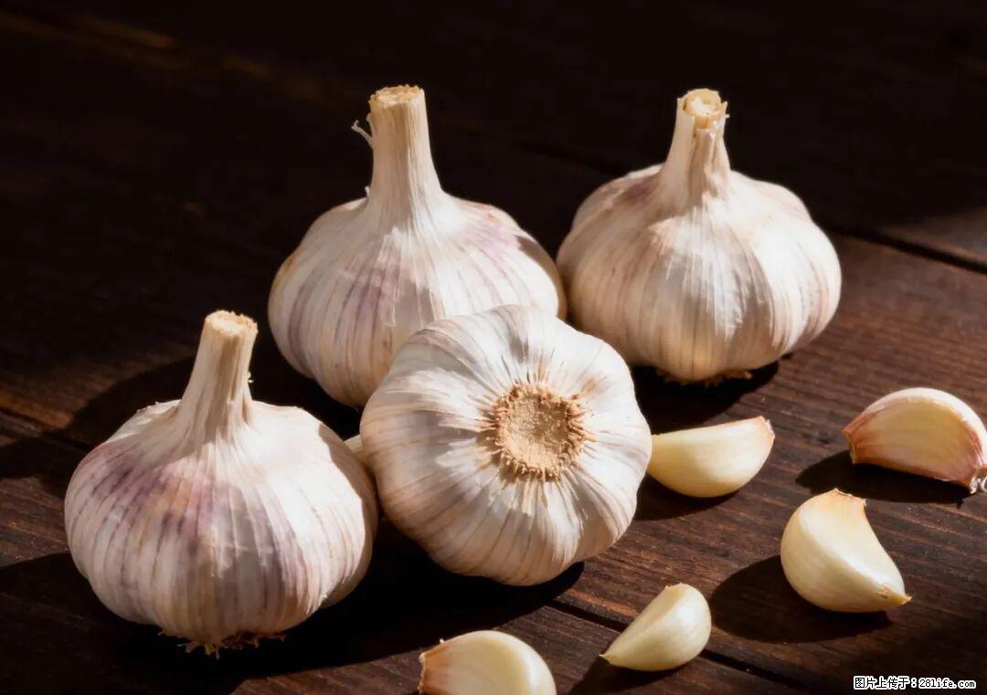 关于大蒜，除了“天然抗生素”，这4个谣言更该警惕! - 鞍山生活资讯 - 鞍山28生活网 as.28life.com