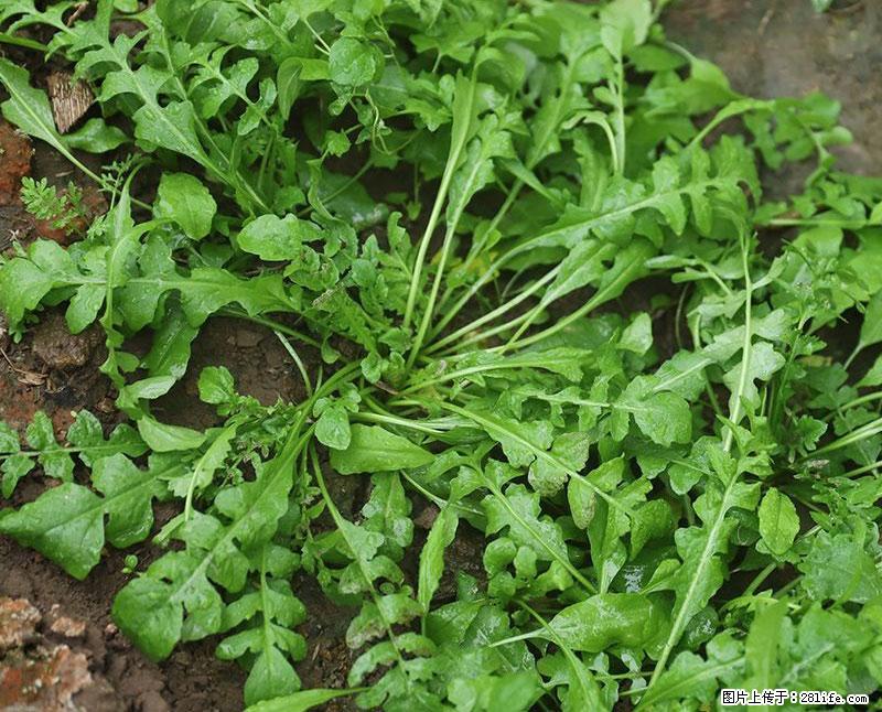 这些蔬菜是“天然钙片”，这6种被医生重点推荐 - 鞍山生活资讯 - 鞍山28生活网 as.28life.com