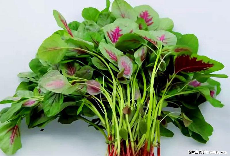 这些蔬菜是“天然钙片”，这6种被医生重点推荐 - 鞍山生活资讯 - 鞍山28生活网 as.28life.com