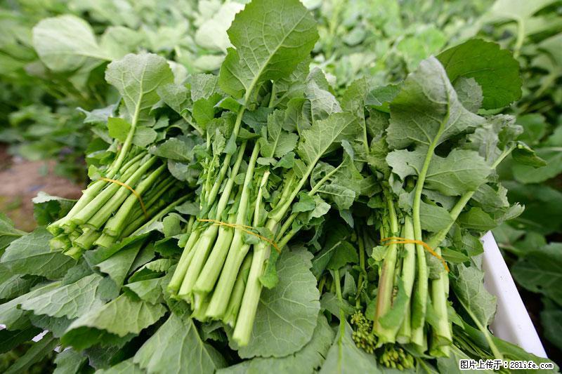 这些蔬菜是“天然钙片”，这6种被医生重点推荐 - 鞍山生活资讯 - 鞍山28生活网 as.28life.com